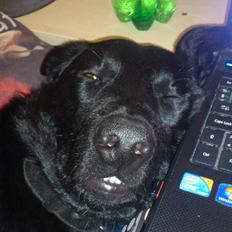 Blanding af racer Molly