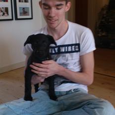 Blanding af racer Molly