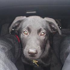 Blanding af racer Molly