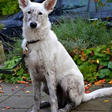 Hvid Schweizisk Hyrdehund Canto *R.I.P. Februar 2013 ;(*