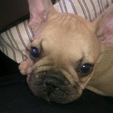 Fransk bulldog Jason