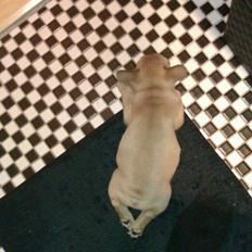 Fransk bulldog Jason