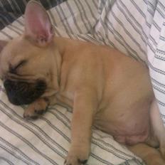 Fransk bulldog Jason