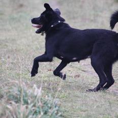 Blanding af racer Mille