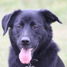 Blanding af racer Mille