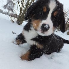 Berner sennenhund Hansennens Raventos