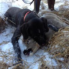 Ruhåret hønsehund Aico