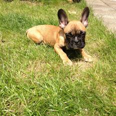 Fransk bulldog Mika