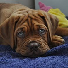 Dogue de bordeaux Siem Argos the guardian  ( Argo )