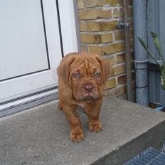 Dogue de bordeaux Siem Argos the guardian  ( Argo )