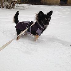 Chihuahua Aya