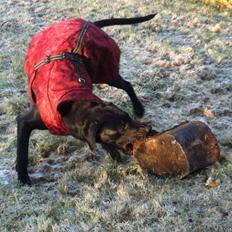 Labrador retriever Kimmie