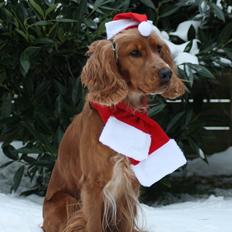 Cocker spaniel Tessa
