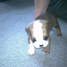 Engelsk bulldog Asbjørn