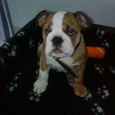 Engelsk bulldog Asbjørn