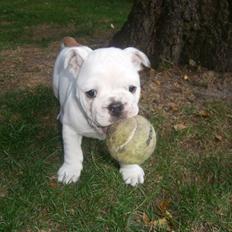 Engelsk bulldog Specky