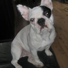 Fransk bulldog Alma
