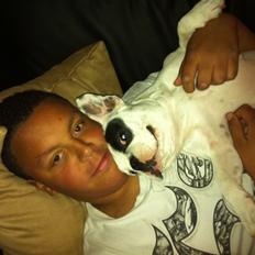 Fransk bulldog Alma