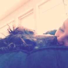 Field Trial Cockerspaniel Cairo