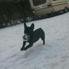 Fransk bulldog Frida