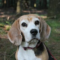 Beagle Betty