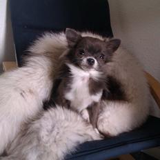 Chihuahua Shining Buster