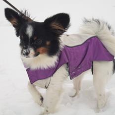 Papillon Maggie