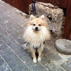 Pomeranian Viktor