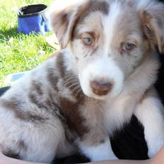 Australian shepherd Louis