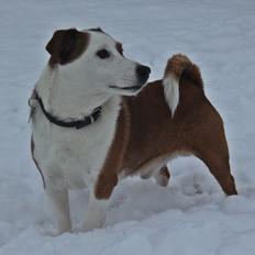 Jack russell terrier fido