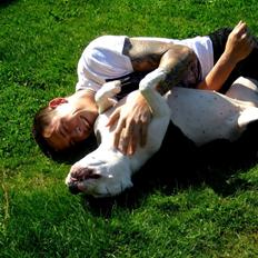 Amerikansk staffordshire terrier Dia