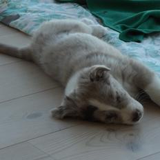 Australian shepherd Louis