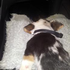 Welsh corgi cardigan Mosegården´s Shake The Blues AKA Spock