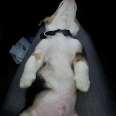 Welsh corgi cardigan Mosegården´s Shake The Blues AKA Spock