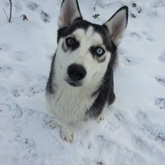 Siberian husky Gaia