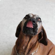 Bayersk bjergsschweisshund Ajax