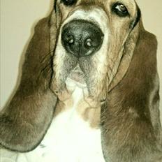 Basset hound Daisy