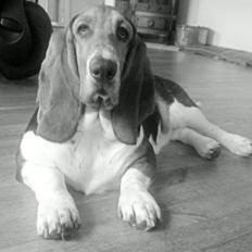 Basset hound Daisy