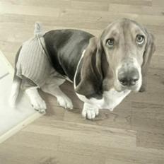 Basset hound Daisy