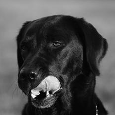 Labrador retriever Zindy