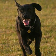 Labrador retriever Zindy