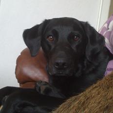 Labrador retriever Naja