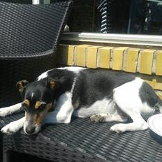 Blanding af racer Dansk/Svensk - Jack Russell Nanna