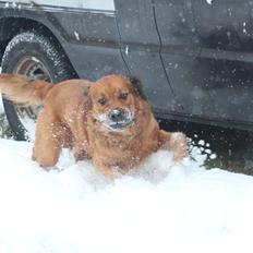 Blanding af racer Buster