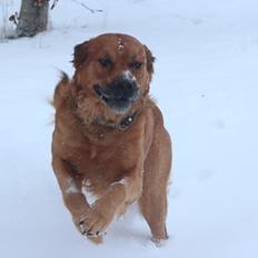 Blanding af racer Buster