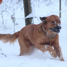 Blanding af racer Buster