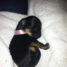 Blanding af racer Fie