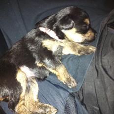 Blanding af racer Fie