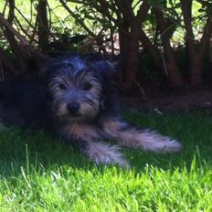 Blanding af racer Fie