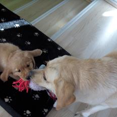 Golden retriever Gaia